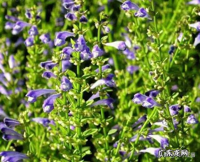 油皮+痘痘肌+敏感怎么护肤呢有什么好的护肤品推荐