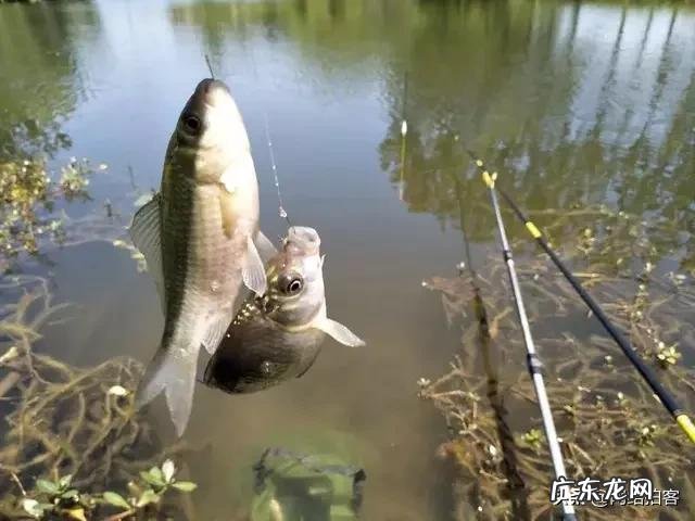 各位钓友,大师能推荐一下哪个品牌的太空豆质量比较好吗