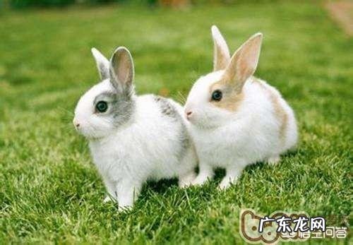 兔子得了毛球症,灌肠的方法是什么