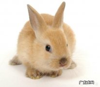 兔子得了毛球症，灌肠的方法是什么