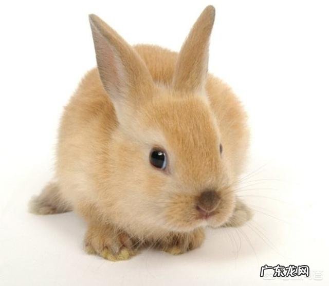 兔子得了毛球症,灌肠的方法是什么