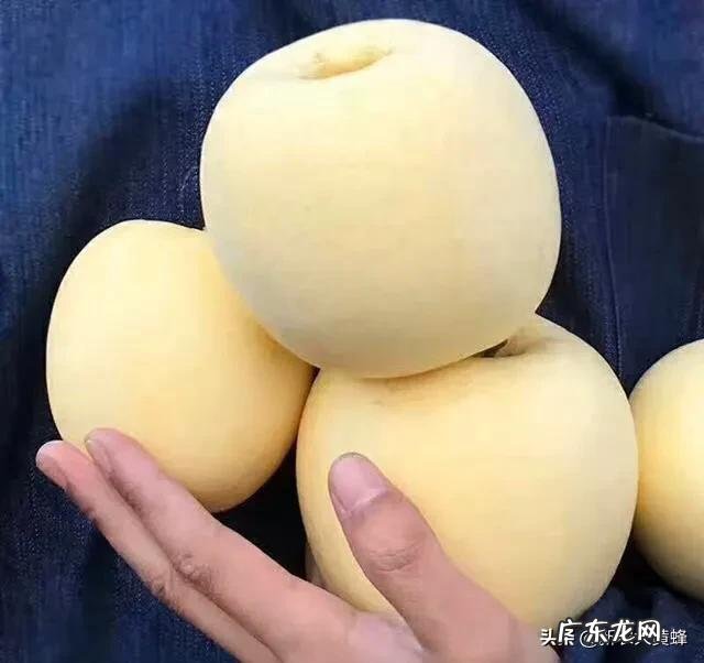 信浓黄苹果发展前景,能超过维纳斯黄金吗欢迎交流探讨,谢谢