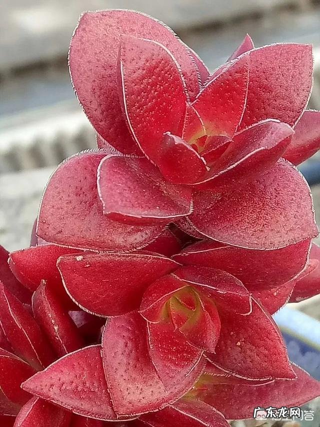 减肥达人或巅峰有成功案例吗