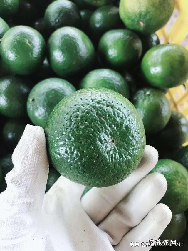 茶中新宠小青柑,为何毁誉参半