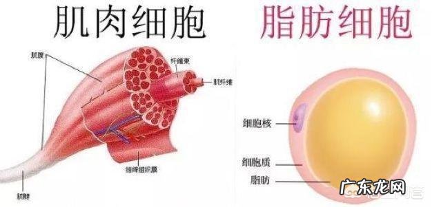 健身了两个月了,需不需要吃些补剂吃什么比较好