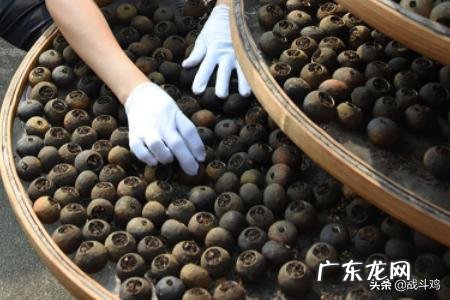 小青柑可以隔夜喝吗隔夜的小青柑普洱茶怎么办