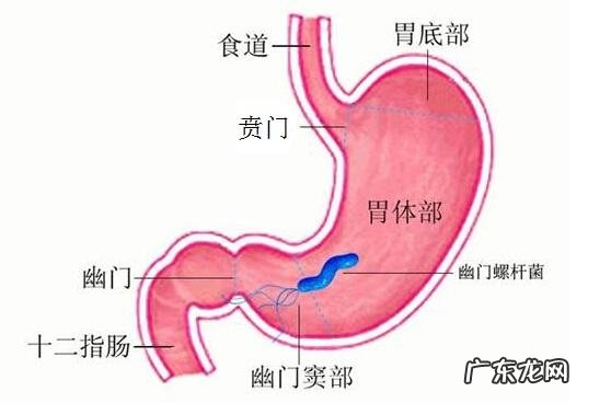 食疗能消灭幽门螺旋杆菌吗