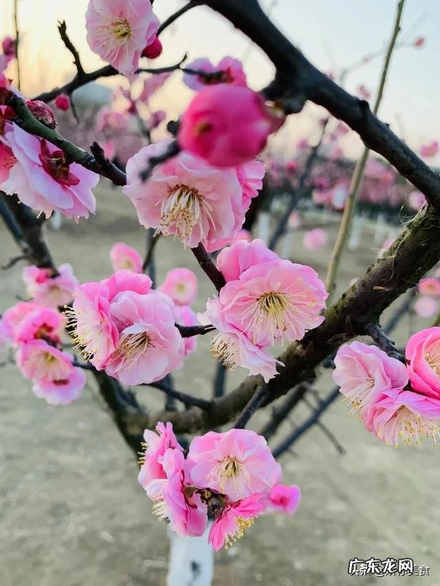 美丽的春天到了,我们吃点什么对身体好呢