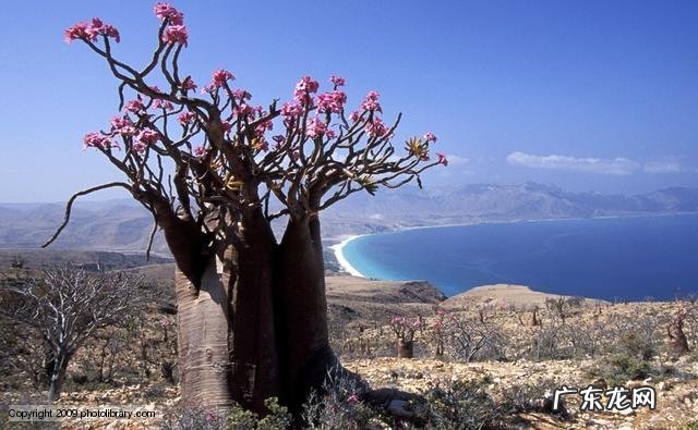 沙漠玫瑰茎部变软怎么回事,怎么办
