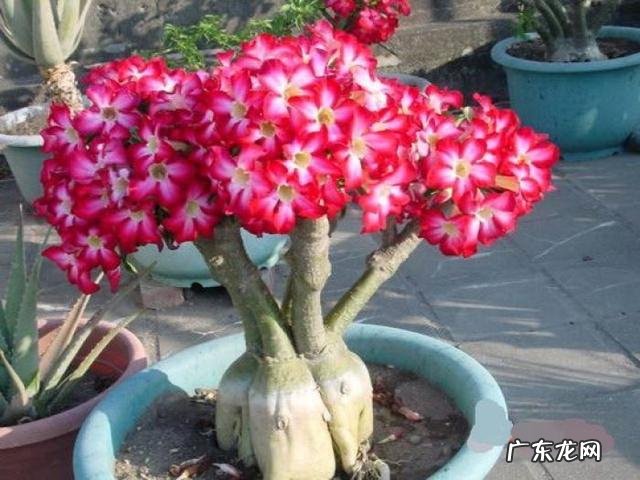 沙漠玫瑰茎部变软怎么回事,怎么办