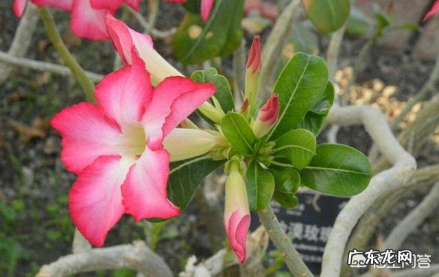 沙漠玫瑰茎部变软怎么回事,怎么办