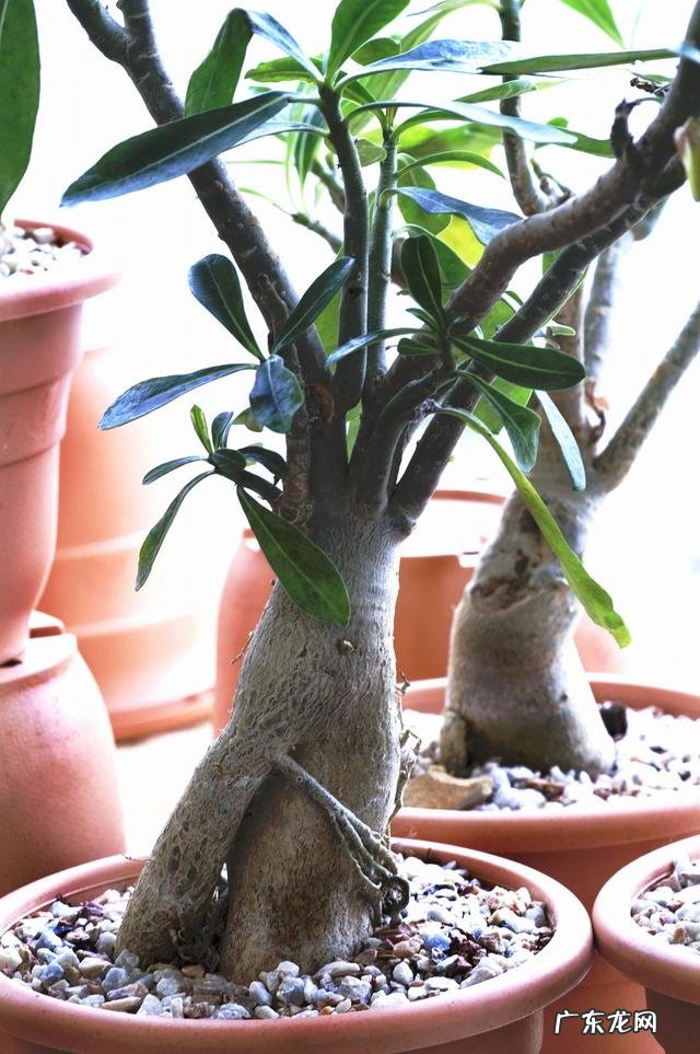 沙漠玫瑰茎部变软怎么回事,怎么办