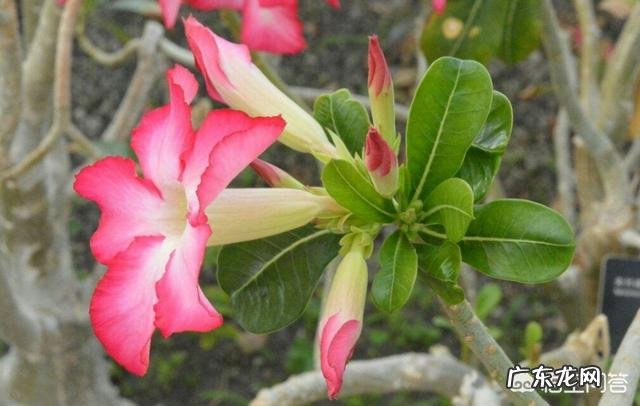 沙漠玫瑰茎部变软怎么回事,怎么办