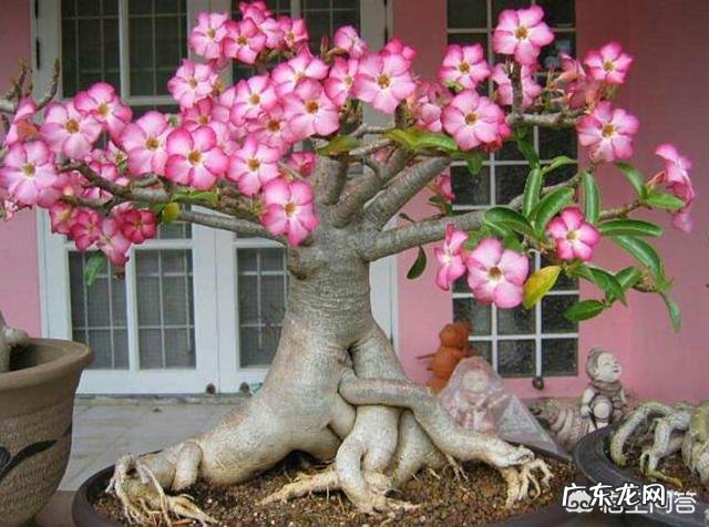 沙漠玫瑰茎部变软怎么回事,怎么办