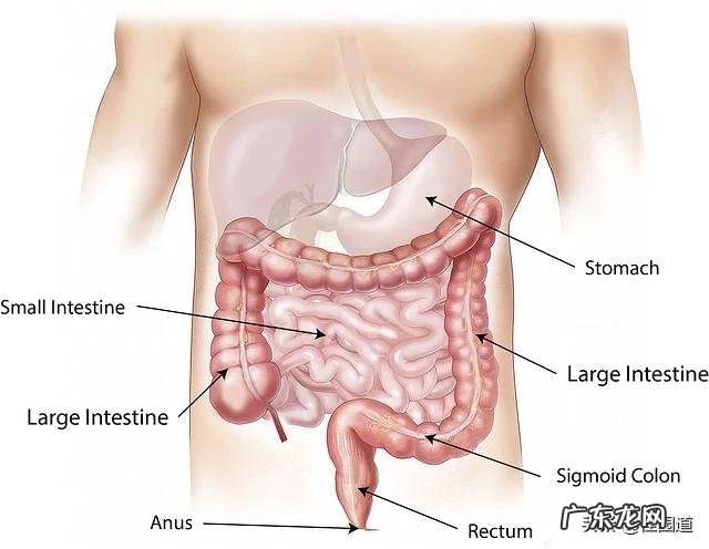 拉稀大便不成型吃什么药比较好