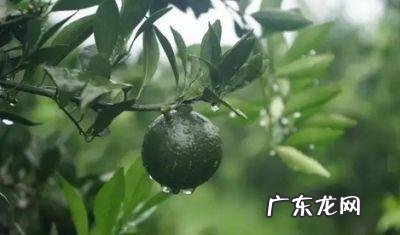 小青柑属于什么茶类怎么鉴别小青柑的好坏