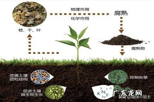 生物菌肥与什么肥料配施最显效果