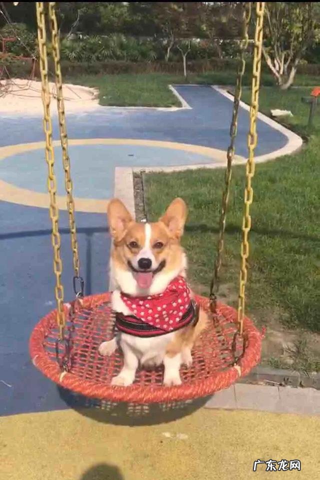 如果因为冲动养了宠物狗，想中途放弃有什么好的方案