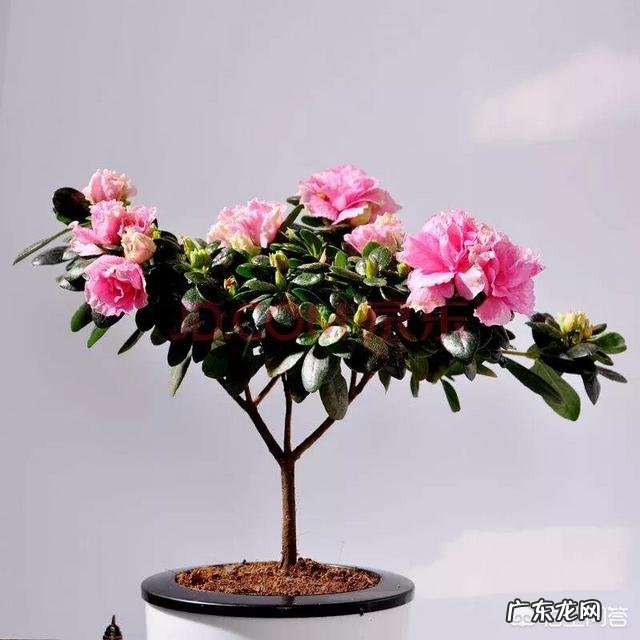 为什么说每个人心中都有一个田园梦你怎么看