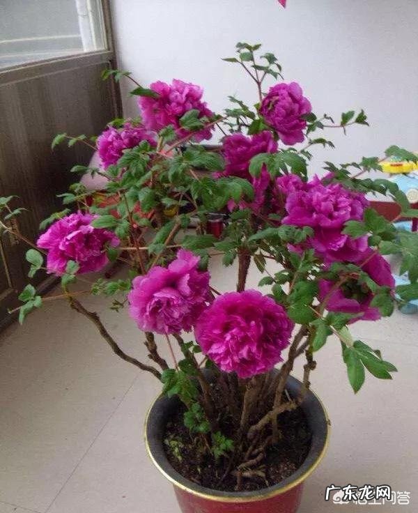 为什么说每个人心中都有一个田园梦你怎么看