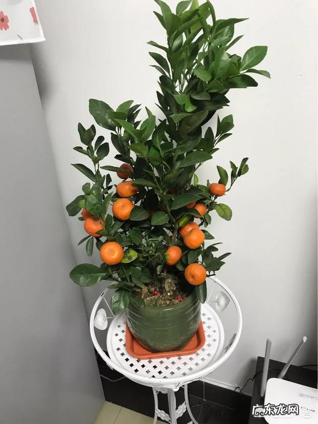 为什么说每个人心中都有一个田园梦你怎么看