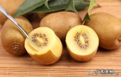 减肥人群吃奇异果能帮助减肥吗