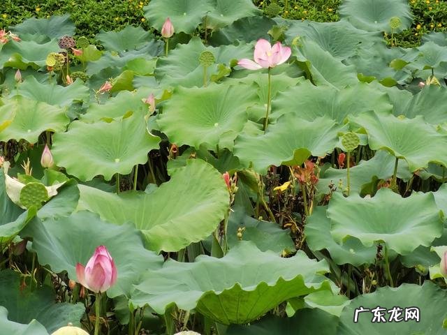 我54岁总感觉身体有些力不从心了,特别容易累,这正常吗