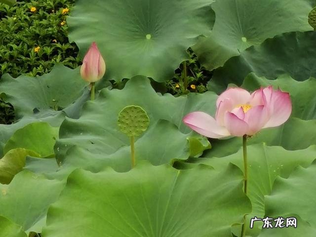 我54岁总感觉身体有些力不从心了,特别容易累,这正常吗