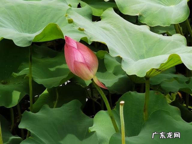 我54岁总感觉身体有些力不从心了,特别容易累,这正常吗