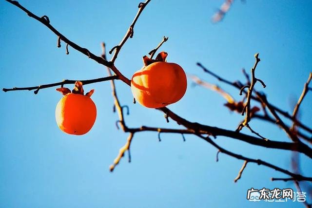 不适宜空腹吃的食物都有哪些空腹过久,怎样进食比较好