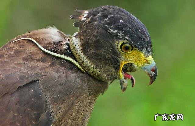 迷你世界是不是抄袭我的世界