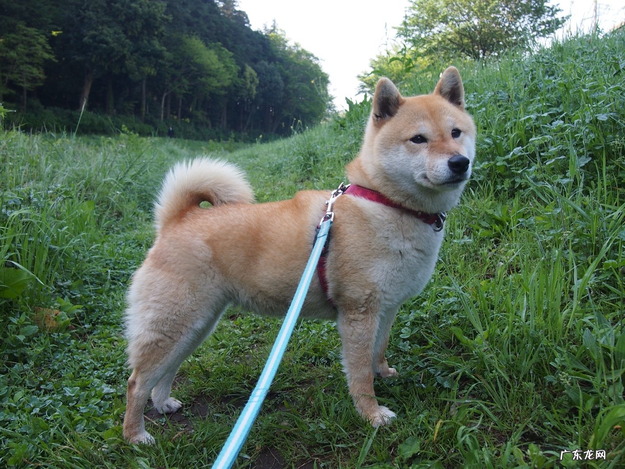 2岁九个月宝宝身高体重标准