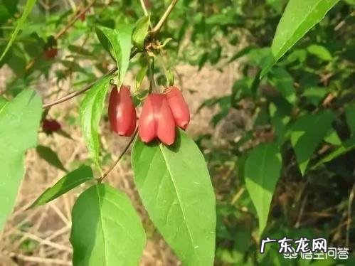 羊奶果能不能吃有什么作用吗