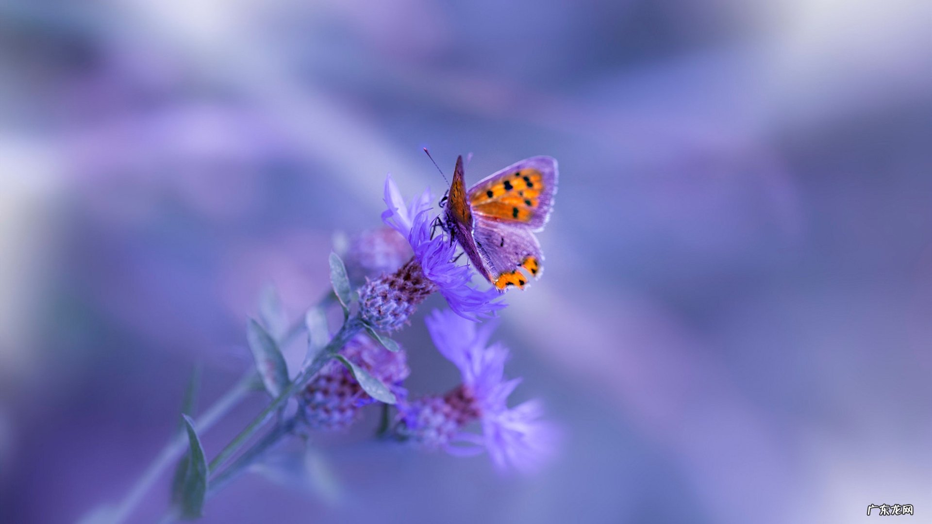 110斤喝碧生源减肥茶要喝多久才能瘦下来