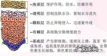 激素脸为什么会紧绷,干燥