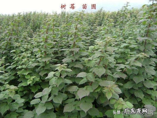 树莓如何修剪和培育才能使果实饱满