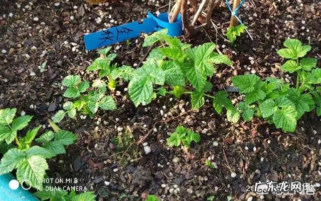 树莓如何修剪和培育才能使果实饱满