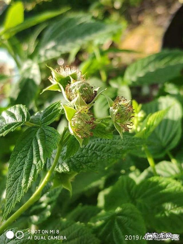 树莓如何修剪和培育才能使果实饱满