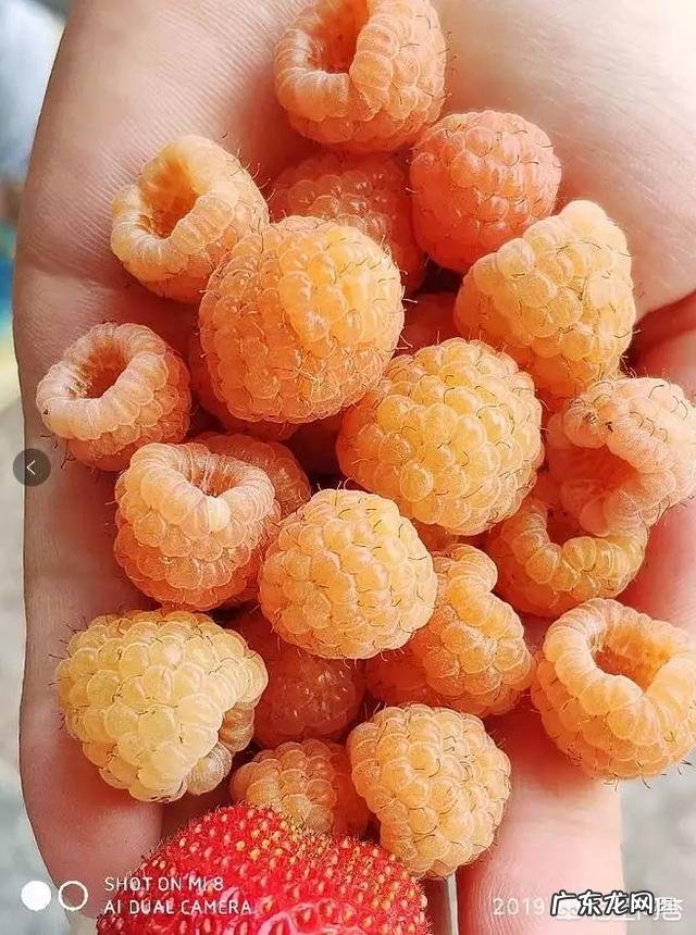 树莓如何修剪和培育才能使果实饱满