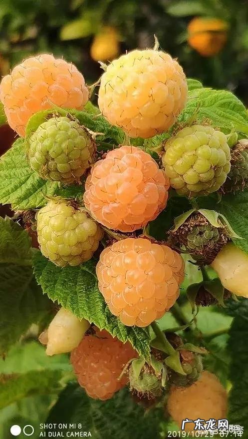 树莓如何修剪和培育才能使果实饱满