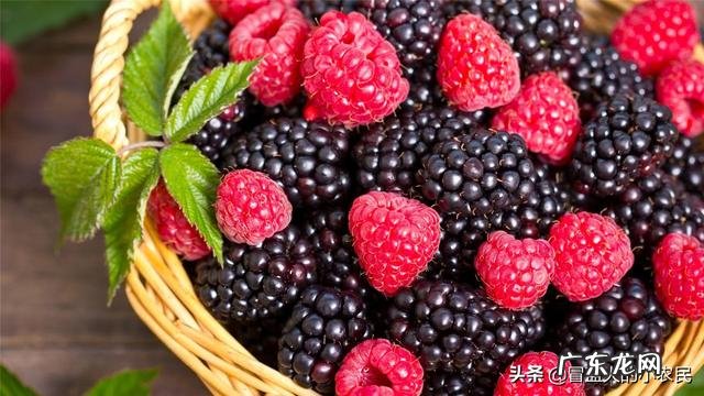 树莓如何修剪和培育才能使果实饱满