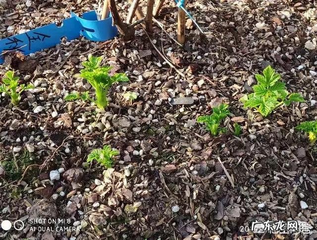 树莓如何修剪和培育才能使果实饱满