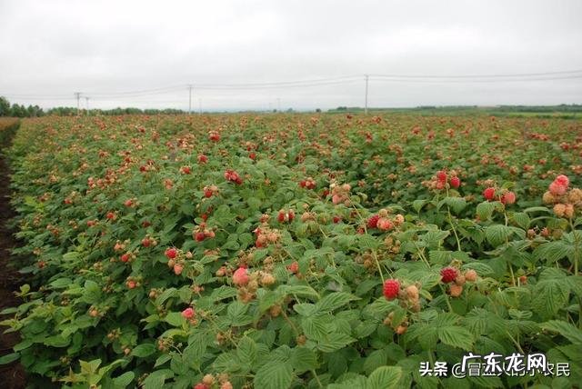 树莓如何修剪和培育才能使果实饱满