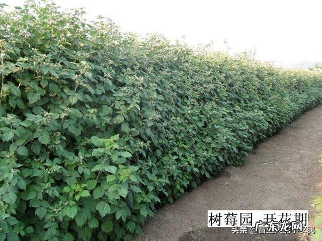 树莓如何修剪和培育才能使果实饱满