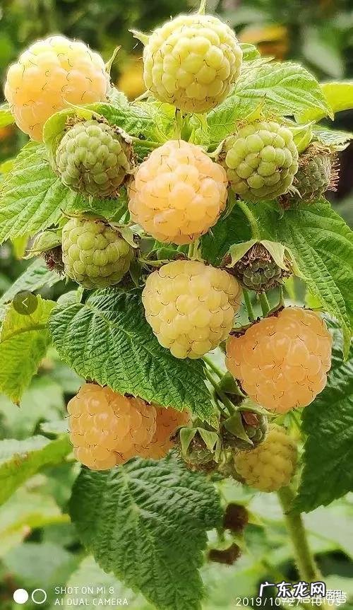 树莓如何修剪和培育才能使果实饱满