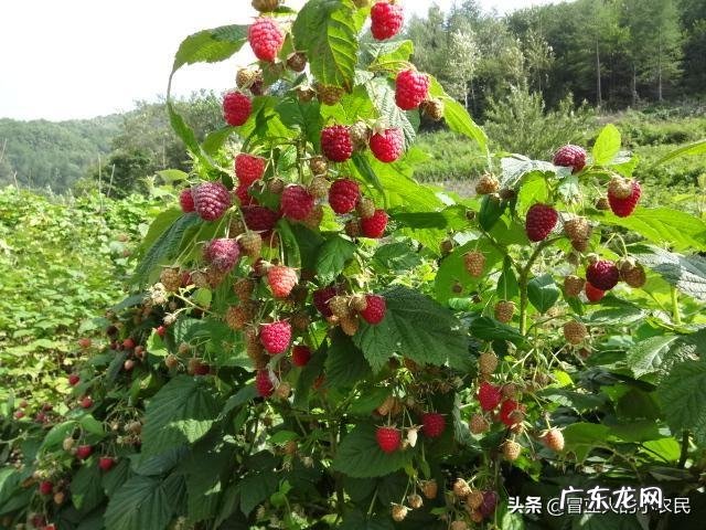 树莓如何修剪和培育才能使果实饱满