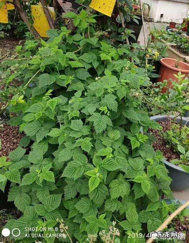 树莓如何修剪和培育才能使果实饱满