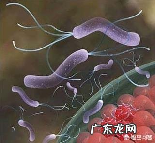 体检前吃什么才能查不出乙肝