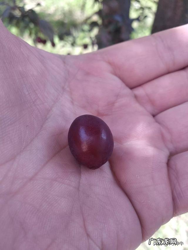 路边诱人的紫叶李,究竟可以吃吗对健康有何影响