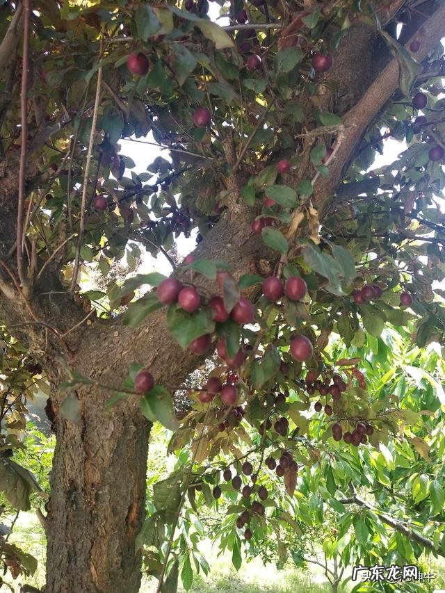 路边诱人的紫叶李,究竟可以吃吗对健康有何影响
